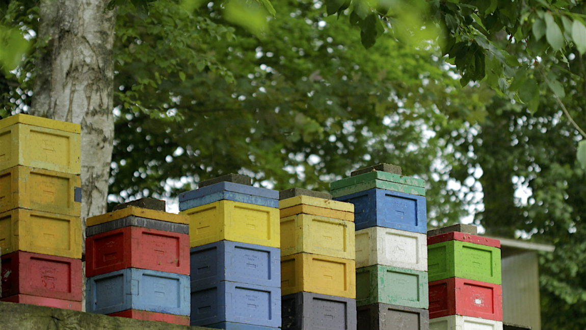 Organisation de l’apiculture wallonne