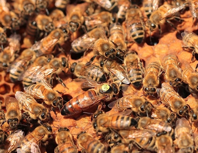 abeille-buckfast