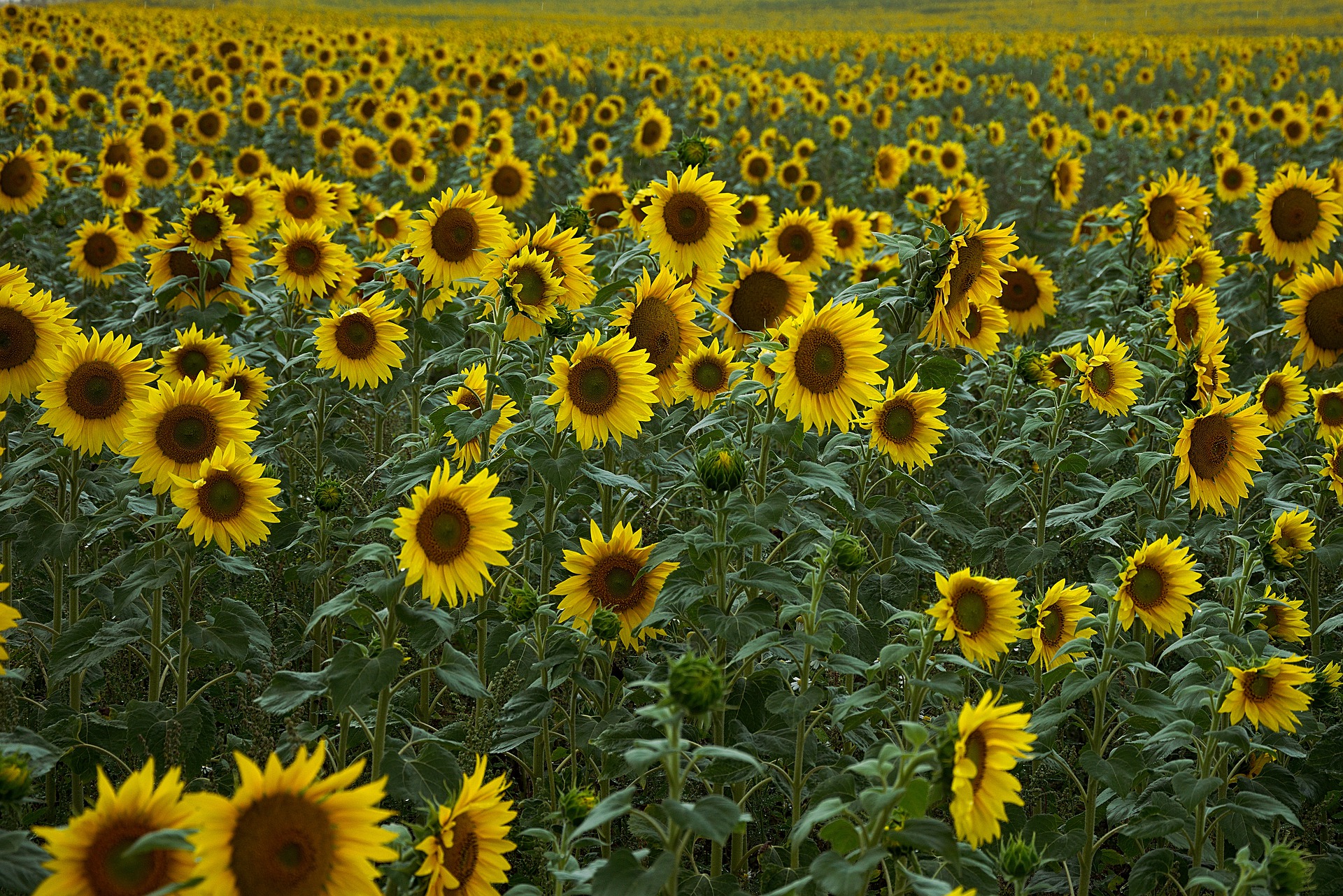 sunflower-4386505_1920