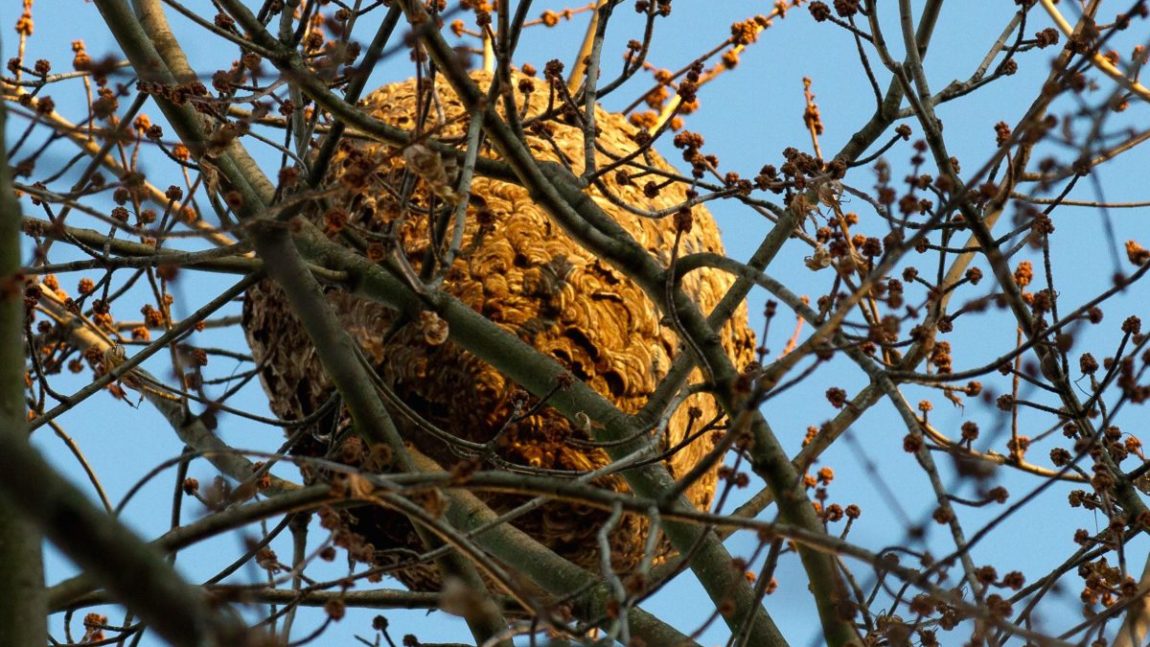 Neutralisation des nids: qui intervient?
