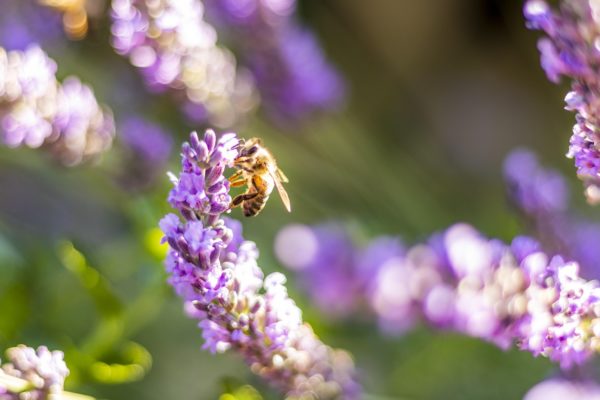 bee-3612324_1280-1-600x400