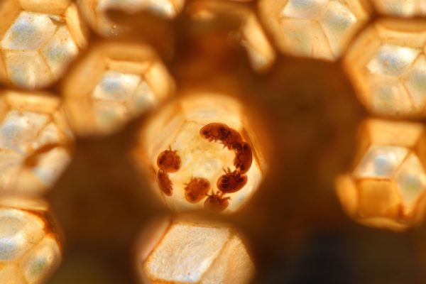 varroa-5000953_1280-600x400